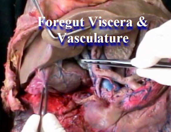 Review: Foregut Viscera and Vasculature - Anatomy Guy