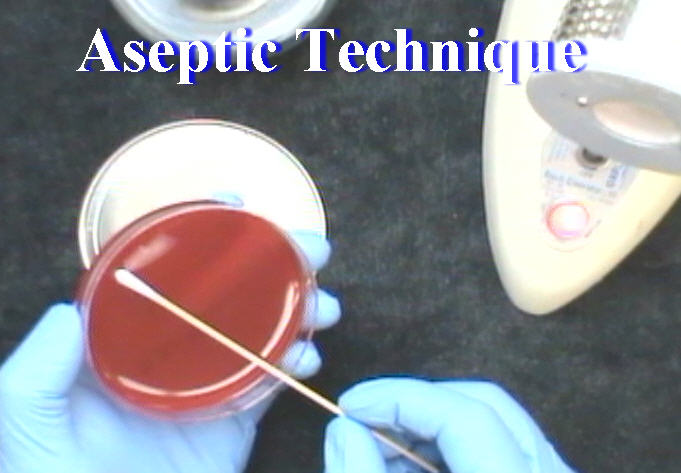 Immunology: Aseptic Technique - Anatomy Guy