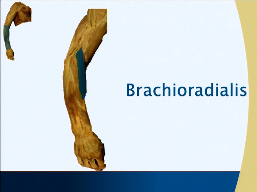 Muscle Chart: Brachioradialis (Antebrachium - Forearm) - Anatomy Guy