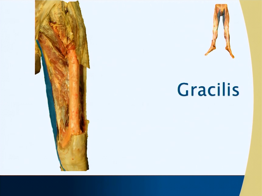 Muscle Chart: Gracilis (Medial Thigh) - Anatomy Guy