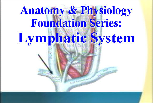 Anatomy & Physiology Foundation Series: Lymphatic System - Anatomy Guy