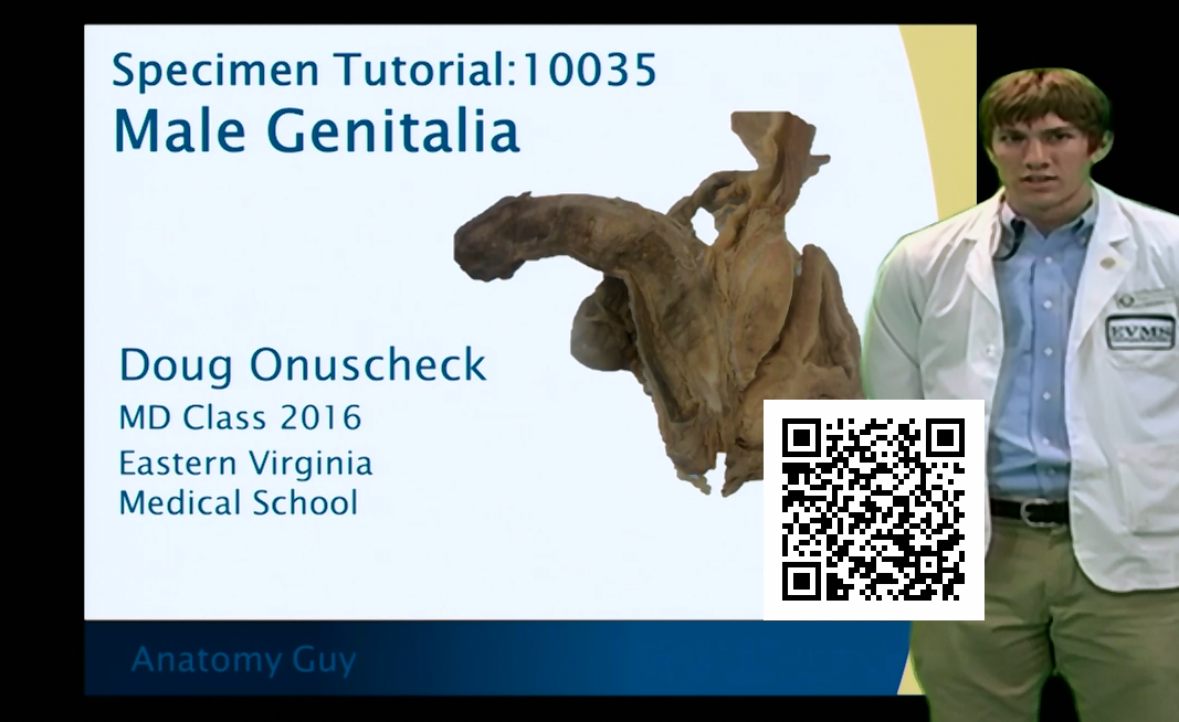 QR Tutor: 10035 - Male Genitalia - Anatomy Guy