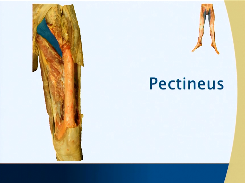 Upper Leg Anatomy Chart