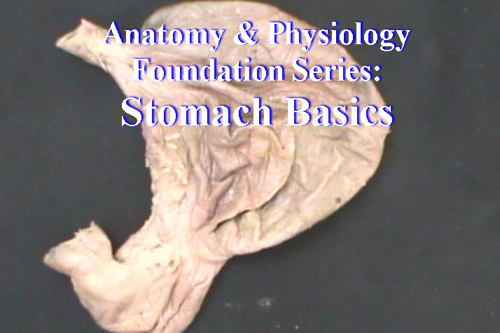 Anatomy & Physiology Foundation Series: Stomach Basics - Anatomy Guy