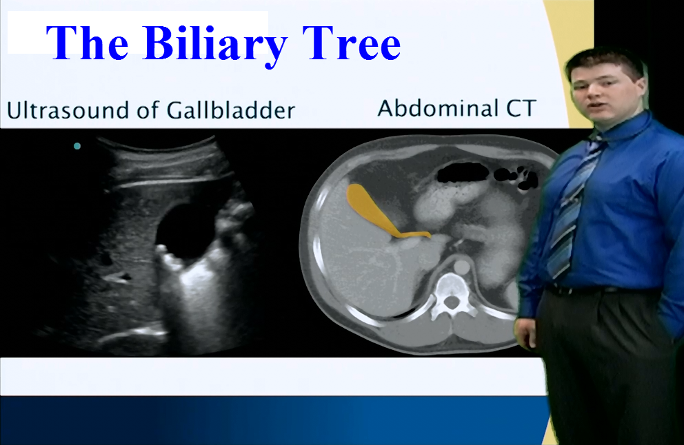The Biliary Tree - Anatomy Guy