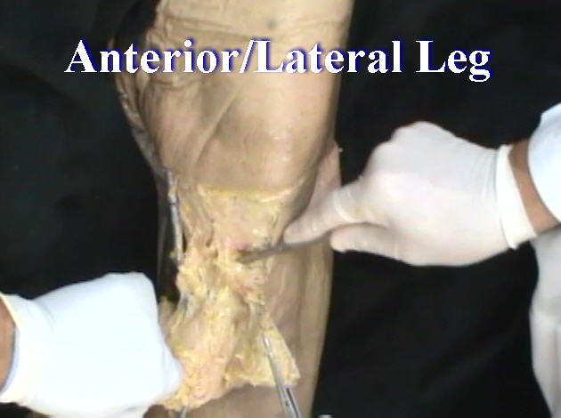 Dissection: Anterior/Lateral Leg - Anatomy Guy