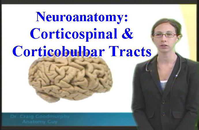 Neuroanatomy: Corticospinal & Corticobulbar Tracts - Anatomy Guy