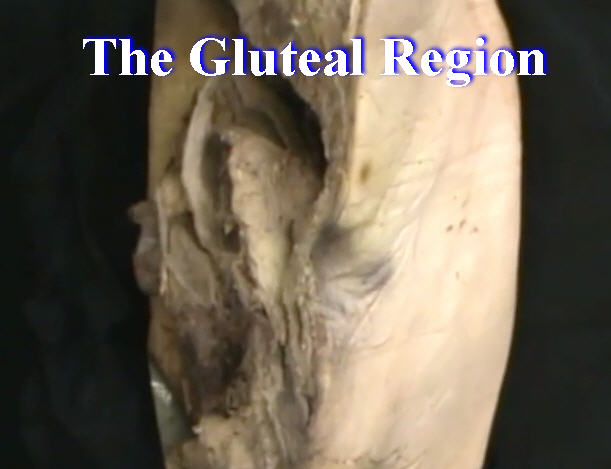 Dissection: The Gluteal Region - Anatomy Guy