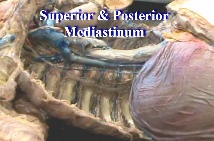 Dissection: Superior & Posterior Mediastinum - Anatomy Guy