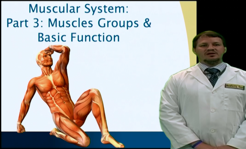 Muscular System: Part 3 - Muscle Groups & Basic Function - Anatomy Guy